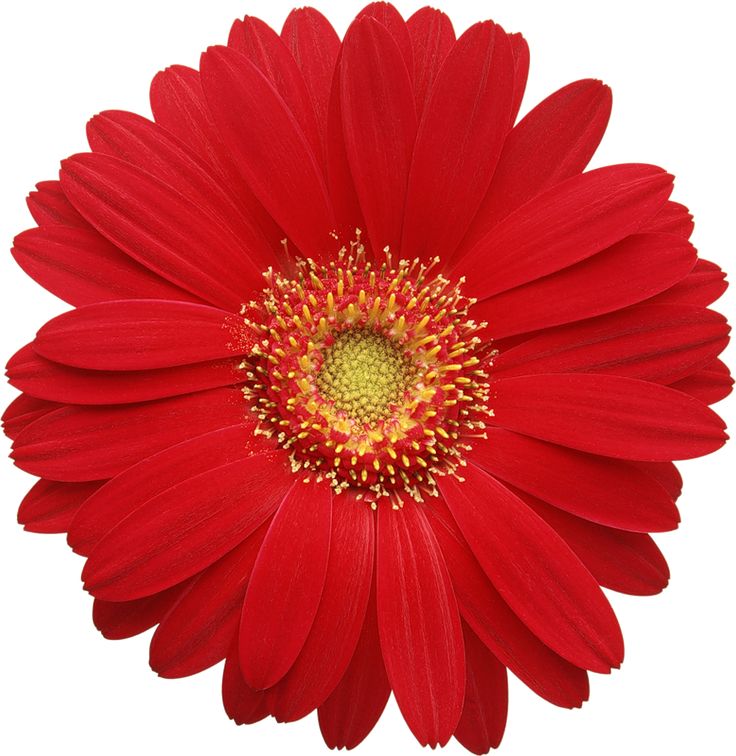 Gerbera Daisy